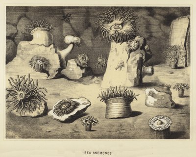 Sea anemones by English School