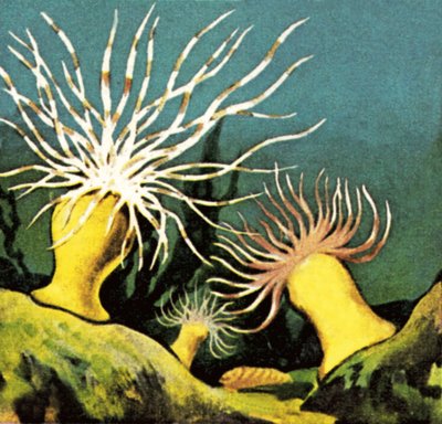 Sea Anemones by English School