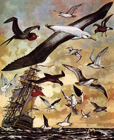 Seabirds of the World by English School