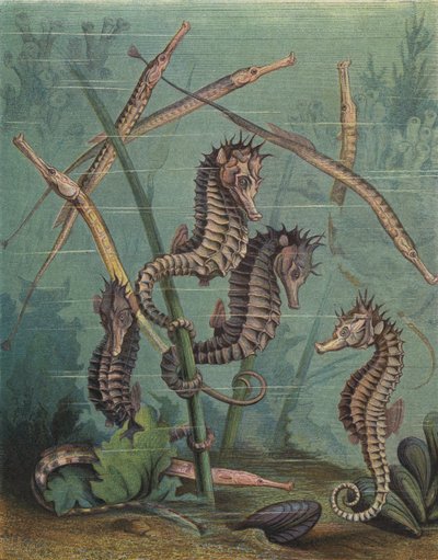 Seahorses and pipefish by English School