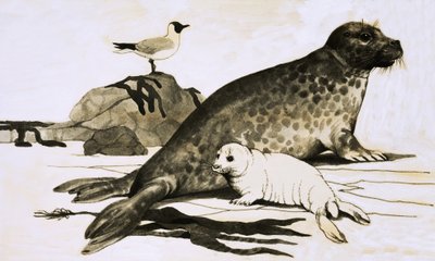 Seal and Seal Cub by English School