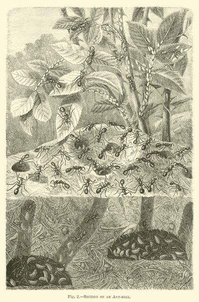 Section of an Ant-hill by English School