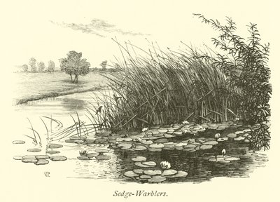 Sedge-Warblers by English School