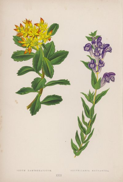 Sedum Kamtschaticum; Scutellaria Macrantha by English School