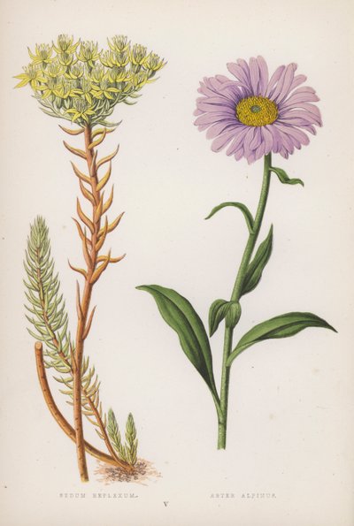 Sedum Reflexum; Aster Alpinus by English School
