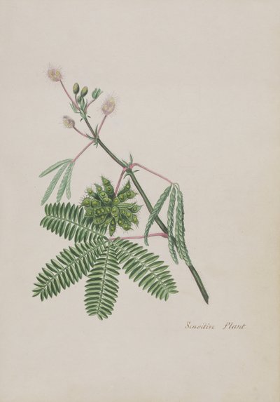 Sensitive Plant, illustration from an Album of Poems, Graphite Drawings & Watercolours, c.1828 by English School