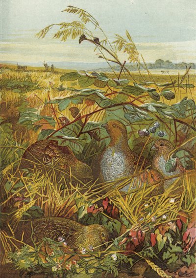 September and October, Game Birds by English School