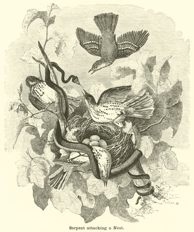 Serpent Attacking a Nest by English School