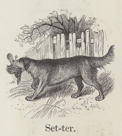 Setter by English School