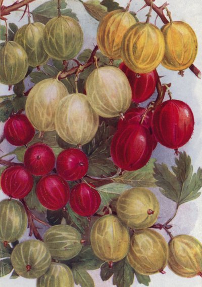 Seven Good Gooseberries by English School