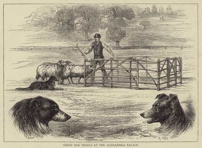 Sheep Dog Trials at the Alexandra Palace by English School