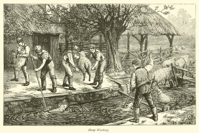 Sheep Washing by English School