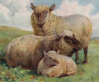 Sheep and lamb by English School