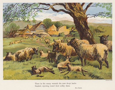 Sheep and Lambs by English School