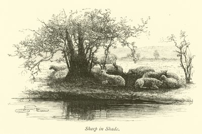 Sheep in Shade by English School