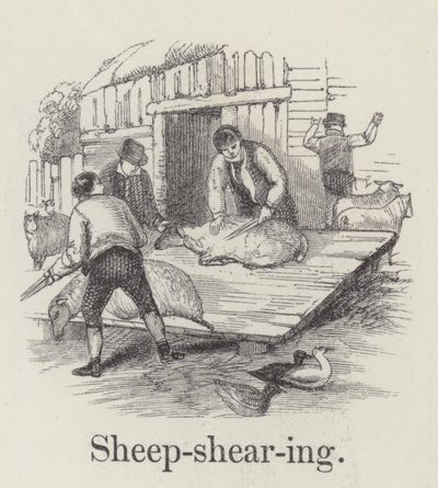 Sheep Shearing by English School