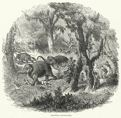 Shooting Elephants by English School