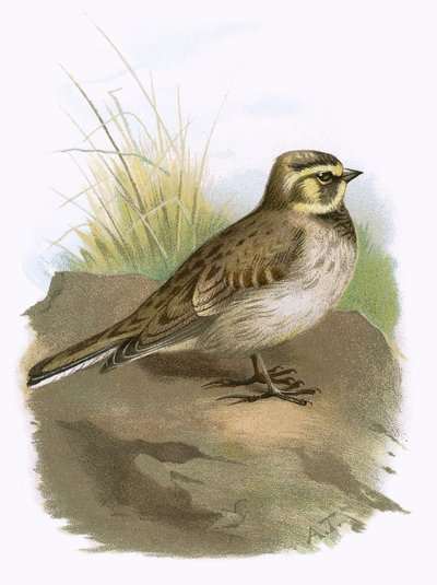 Shore Lark by English School