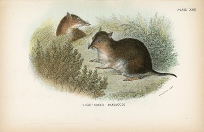 Short-Nosed Bandicoot by English School