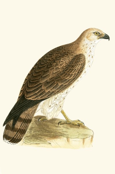 Short Toed Eagle, illustration from 