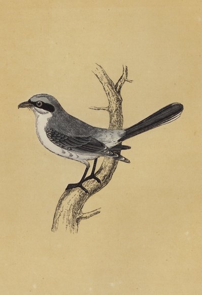 Shrike by English School