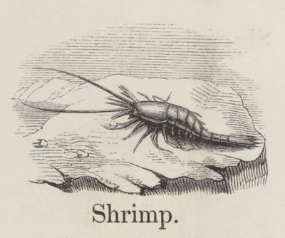 Shrimp by English School