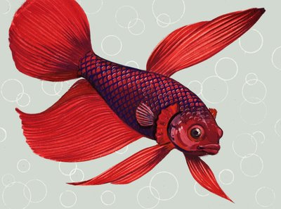 Siamese Fighting Fish by English School