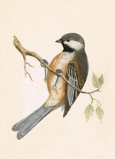 Siberian Tit, illustration from 