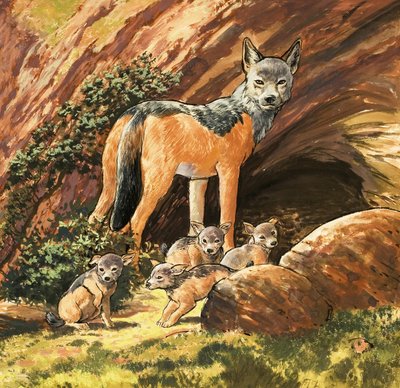 Silver-Backed Jackal and Cubs by English School