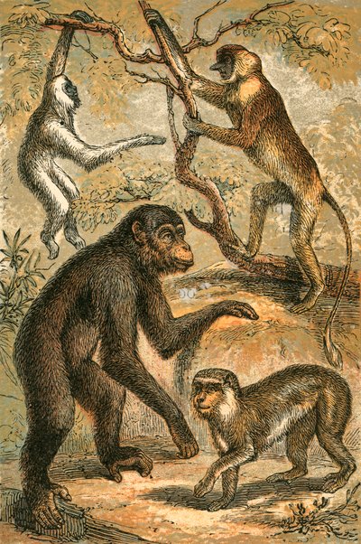 Silvery Gibbon, Proboscis Monkey, Chimpanzee and Barbary Ape by English School
