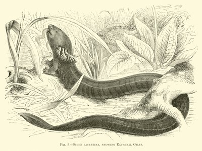 Siren lacertina, showing External Gills by English School
