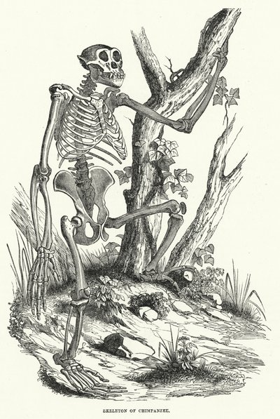 Skeleton of Chimpanzee by English School