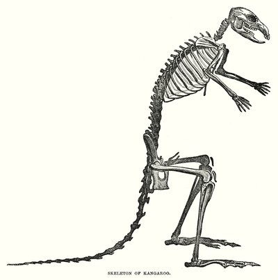 Skeleton of Kangaroo by English School