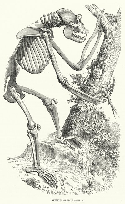 Skeleton of Male Gorilla by English School