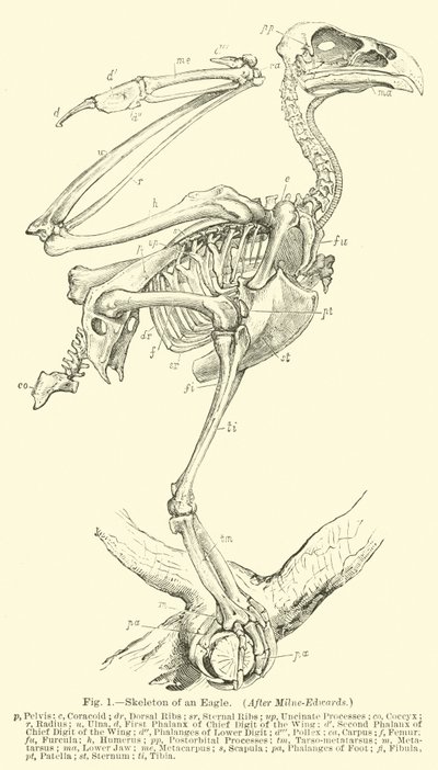 Skeleton of an Eagle by English School