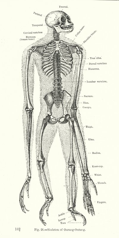 Skeleton of Orangutang by English School