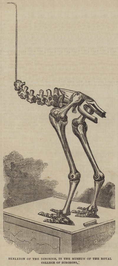 Skeleton of the Dinornis, in the Museum of the Royal College of Surgeons by English School