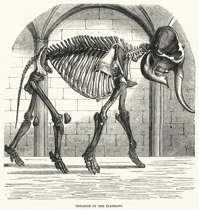 Skeleton of the Elephant by English School