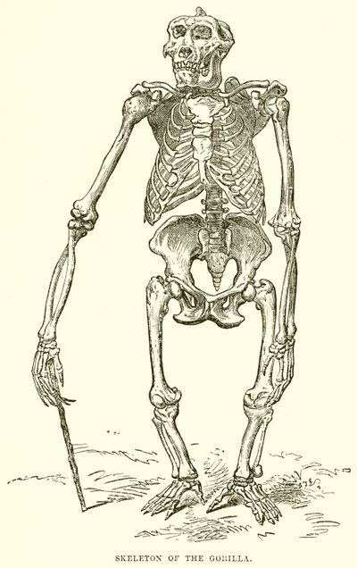 Skeleton of the Gorilla by English School