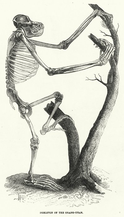 Skeleton of the Orang-Utan by English School