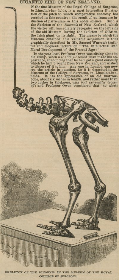 Skeleton of the dinornis, a gigantic bird of New Zealand by English School