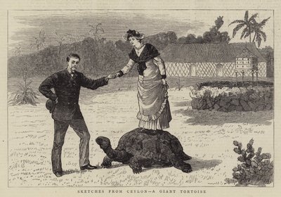 Sketches from Ceylon, a Giant Tortoise by English School