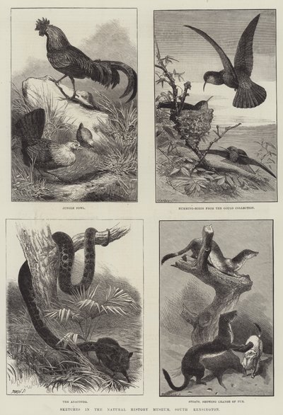 Sketches in the Natural History Museum, South Kensington by English School