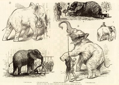 Sketches of Jumbo, the African elephant, at the Zoological Gardens by English School