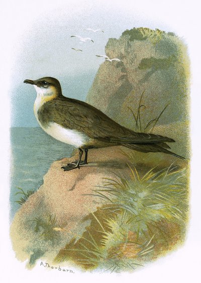 Skua by English School