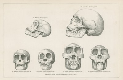 Skulls from photographs by English School