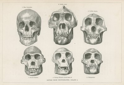 Skulls from photographs by English School