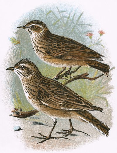 Sky-Lark (bottom) and Wood-Lark (top) by English School