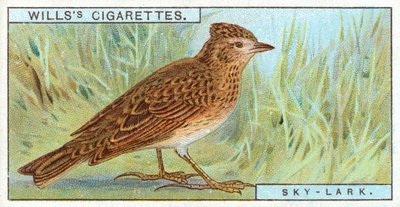 Skylark by English School