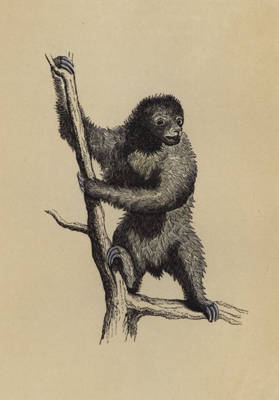 Sloth by English School